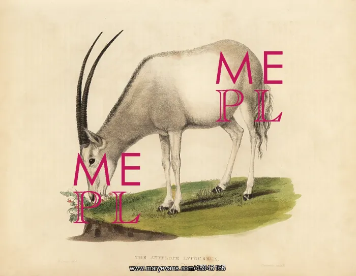 : Arabian oryx or white oryx, Oryx leucoryx. Vulnerable : Arabian oryx or white oryx, Oryx leucoryx. Vulnerable