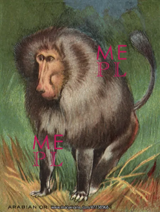  : Arabian or Sacred Baboon