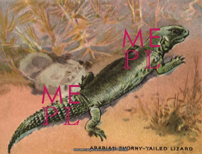  : Arabian Thorny-Tailed Lizard