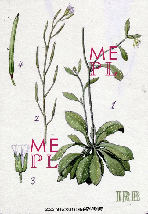  : Arabidopsis thaliana