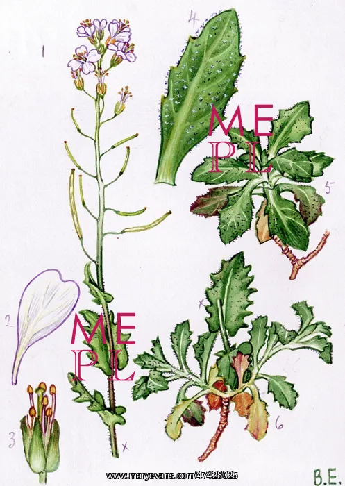  : Arabis alpina