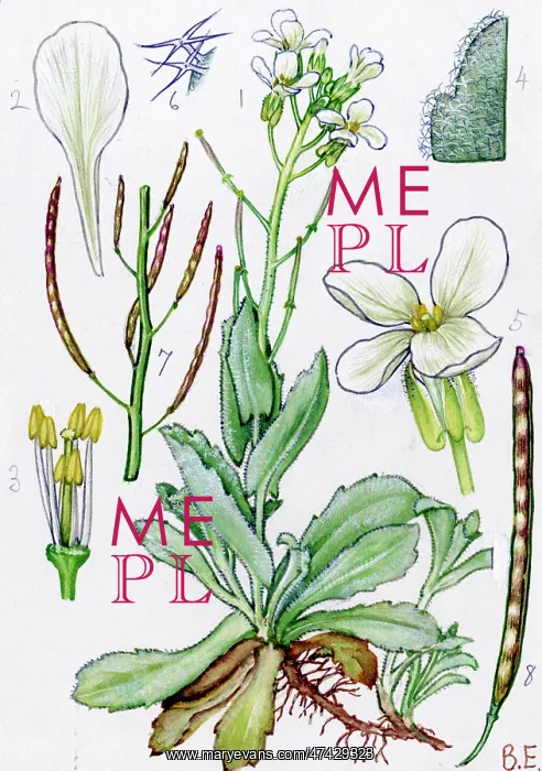  : Arabis caucasica