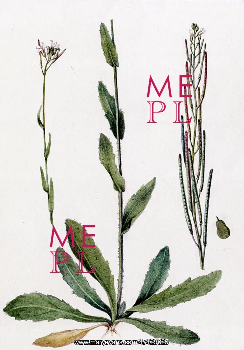  : Arabis hirsuta