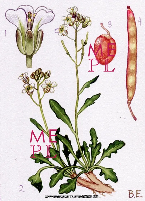  : Arabis petraea