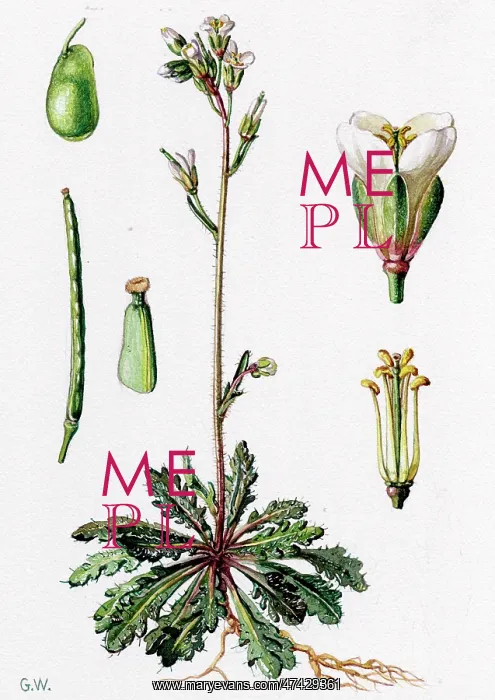  : Arabis stricta