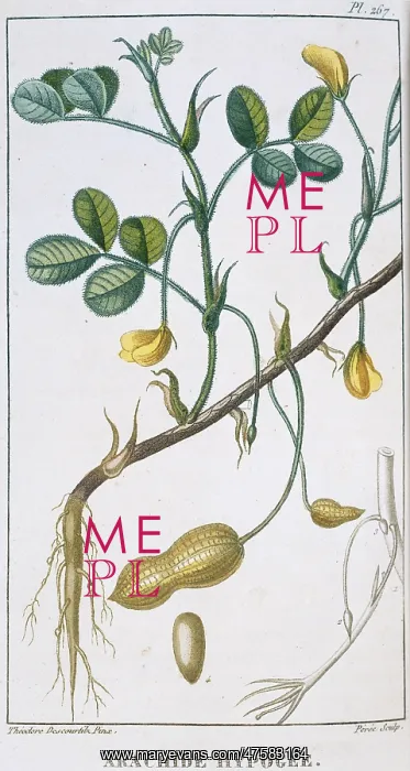 : Arachide hypogee, peanut : Arachide hypogee, peanut