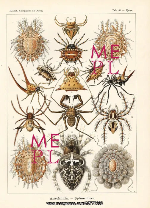 : Arachnida spiders : Arachnida spiders