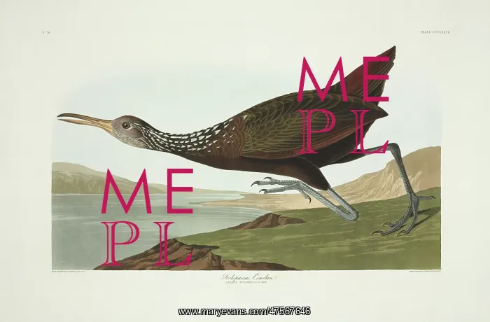 : Aramus guarauna, limpkin : Aramus guarauna, limpkin