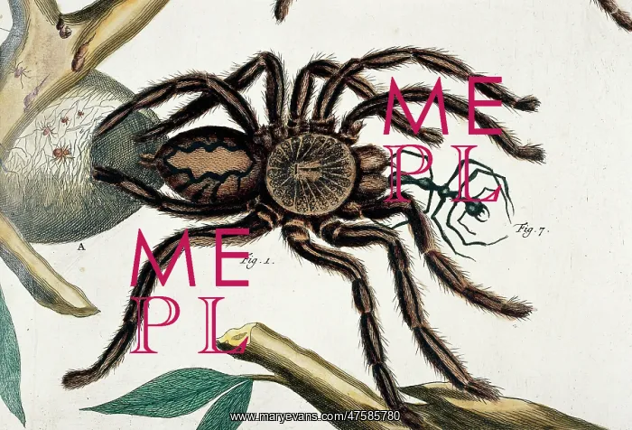 : Aranea maxima ceilonica, tarantula : Aranea maxima ceilonica, tarantula