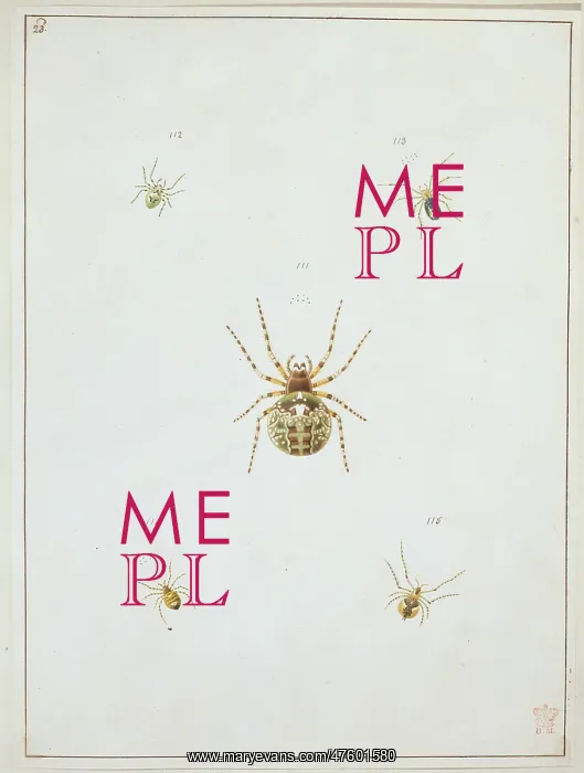 : Araneus saevus, great round web spider : Araneus saevus, great round web spider