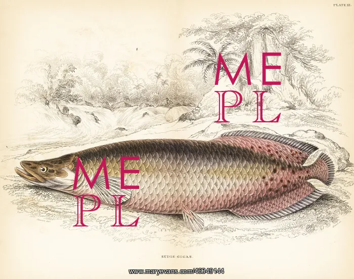 : Arapaima, Arapaima gigas : Arapaima, Arapaima gigas