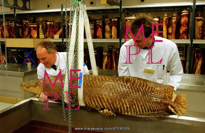 : Arapaimo gigas, giant arapaimo : Arapaimo gigas, giant arapaimo