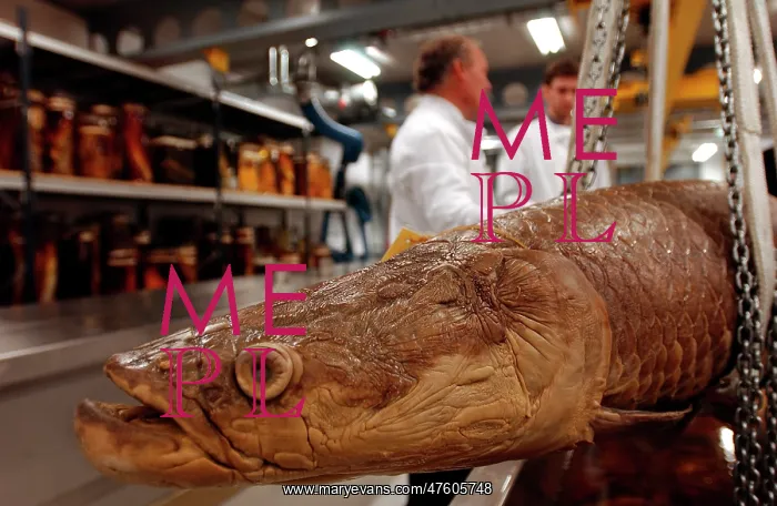: Arapaimo gigas, giant arapaimo : Arapaimo gigas, giant arapaimo