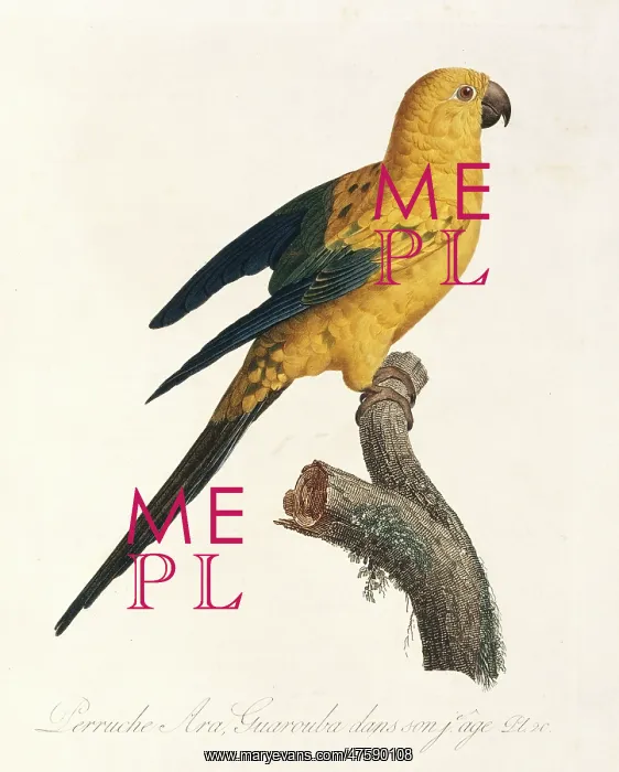: Aratinga solistaris, sun parakeet : Aratinga solistaris, sun parakeet
