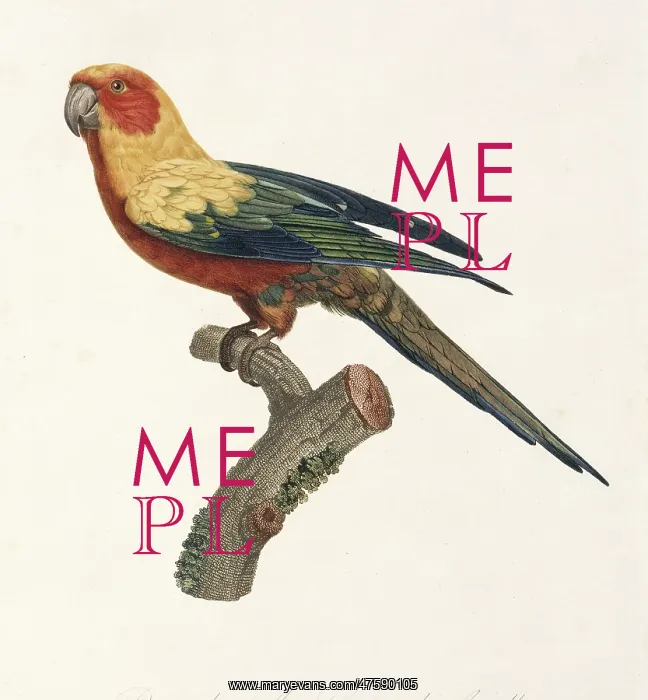  : Aratinga solstitialis, sun parakeet