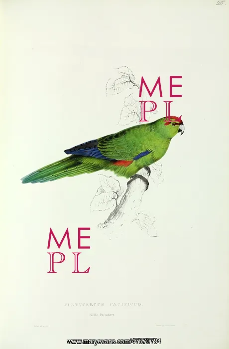: Aratinga strenua, Pacific parakeet : Aratinga strenua, Pacific parakeet