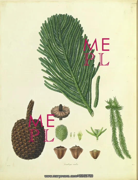 : Araucaria columnaris & A. heterophyllo : Araucaria columnaris & A. heterophyllo
