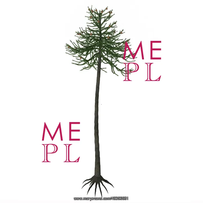 : Araucaria conifer tree isolated on white background : Araucaria conifer tree isolated on white background