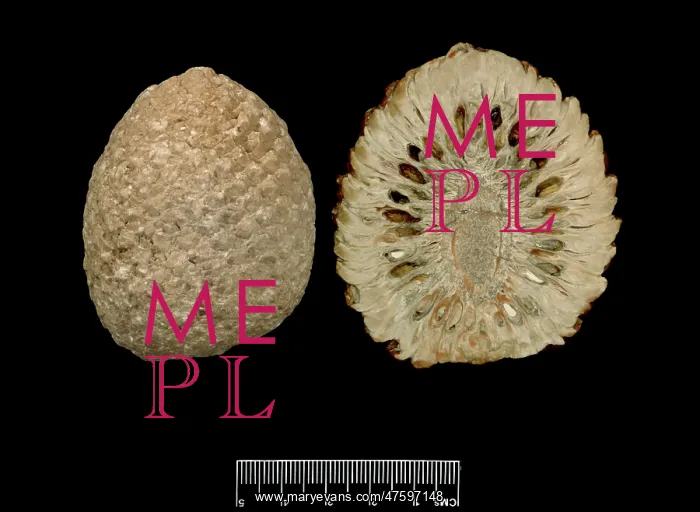 : Araucaria mirabilis, pine cone : Araucaria mirabilis, pine cone