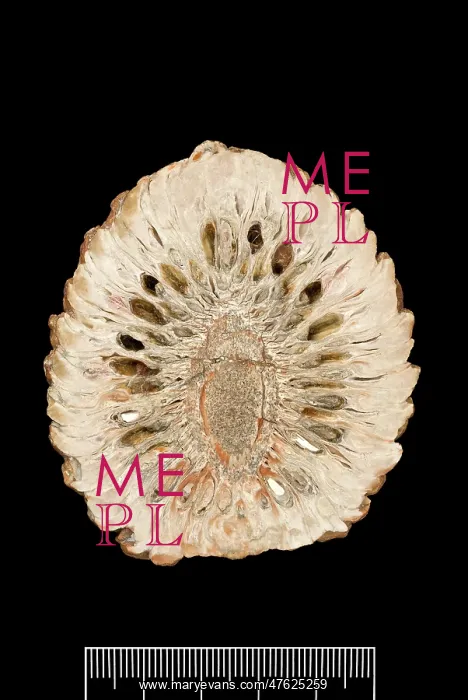 : Araucaria mirabilis, pine cone : Araucaria mirabilis, pine cone