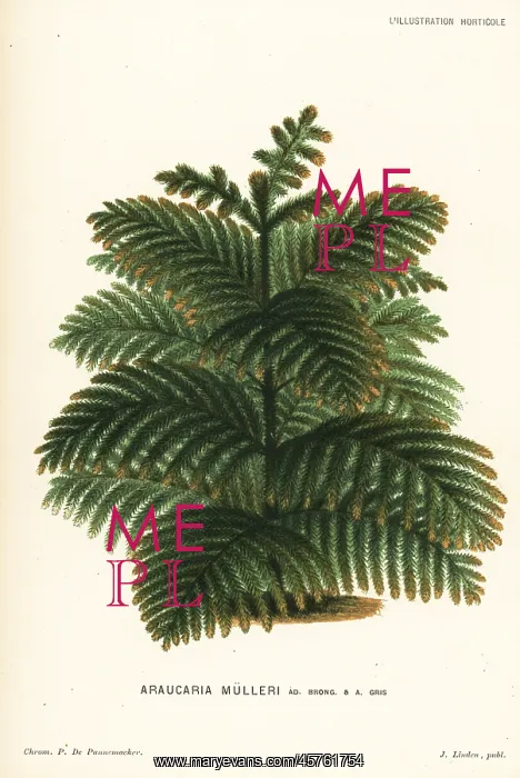 : Araucaria muelleri conifer tree : Araucaria muelleri conifer tree