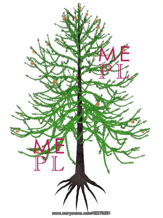 : Araucaria prehistoric tree : Araucaria prehistoric tree