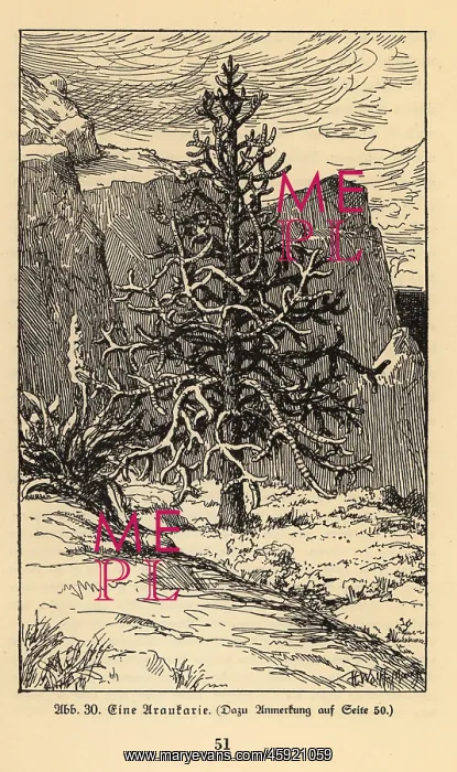 : Araucaria tree : Araucaria tree