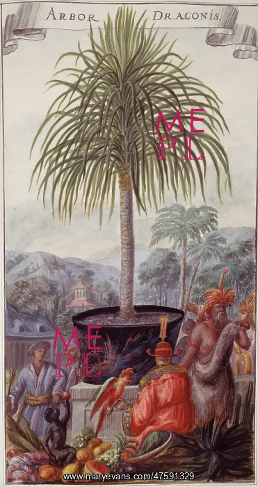 : Arbor draconis, dragon tree : Arbor draconis, dragon tree