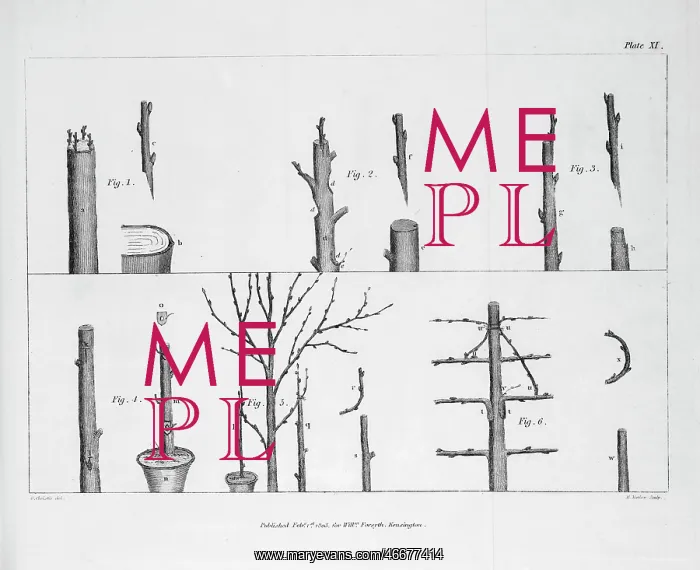 : Arboreal grafting processes, 2 copies: B / W & colour : Arboreal grafting processes, 2 copies: B / W & colour