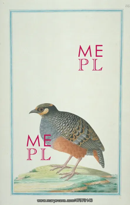 : Arboricola javanica, Javan partridge : Arboricola javanica, Javan partridge