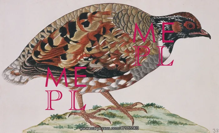 : Arborophila torqueola, common hill partridge : Arborophila torqueola, common hill partridge