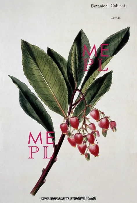 : Arbutus unedo rubra 123, strawberry tree : Arbutus unedo rubra 123, strawberry tree
