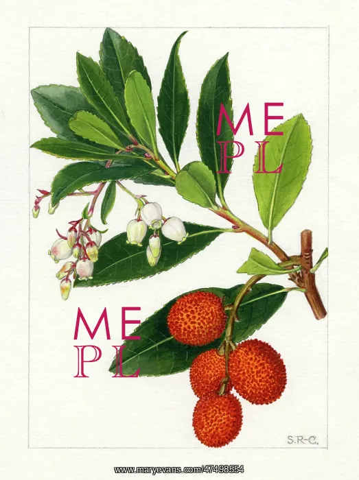 : Arbutus unedo - strawberry tree : Arbutus unedo - strawberry tree