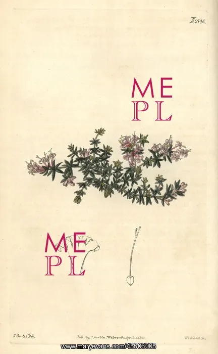 : Arcadian woodruff, Asperula arcadiensis : Arcadian woodruff, Asperula arcadiensis
