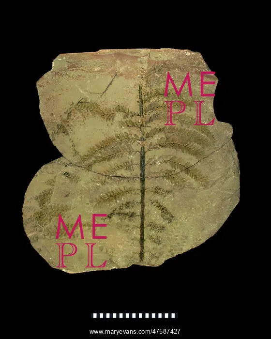 : Archaeopteris hibernica, fossilised tree : Archaeopteris hibernica, fossilised tree