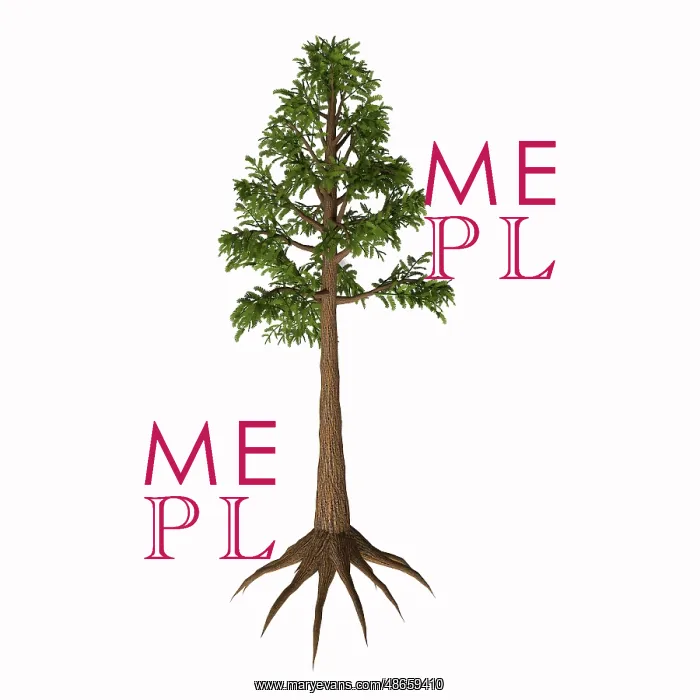 : An Archaeopteris plant from the Paleozoic Era : An Archaeopteris plant from the Paleozoic Era