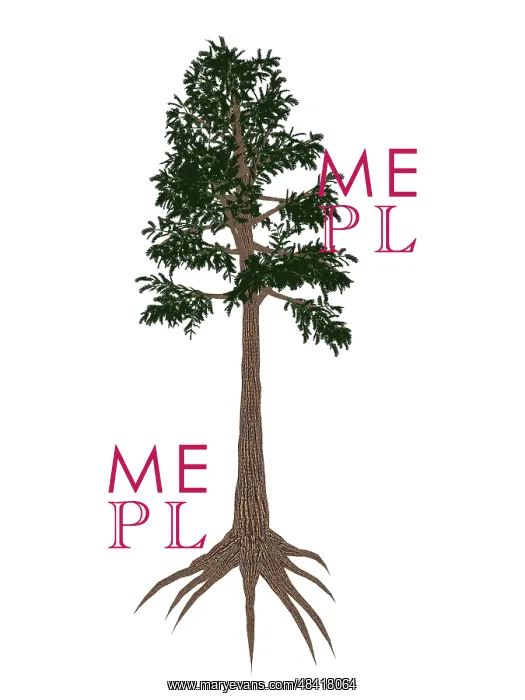 : Archaeopteris prehistoric tree from the Late Devonian Period : Archaeopteris prehistoric tree from the Late Devonian Period