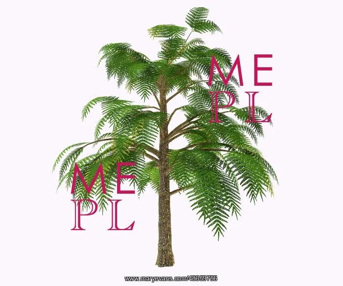 : Archaeopteris tree from the Devonian period, on : Archaeopteris tree from the Devonian period, on