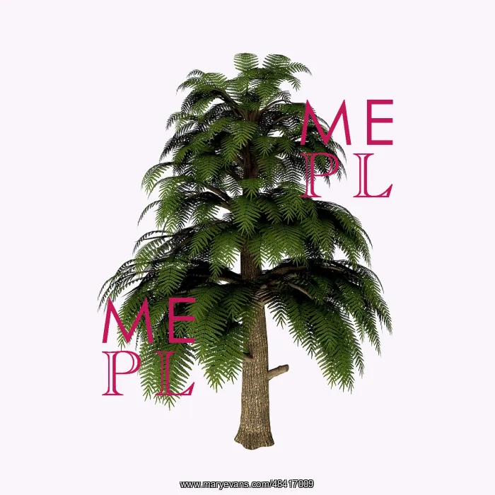 : Archaeopteris tree isolated on white background : Archaeopteris tree isolated on white background