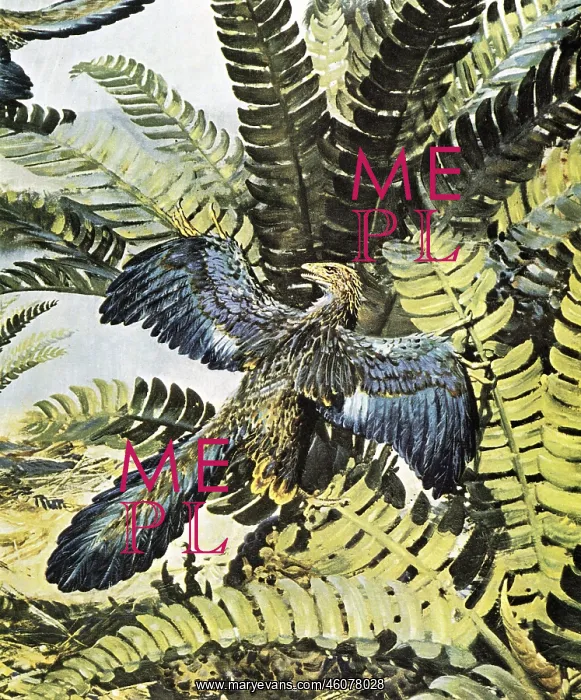 : Archaeopteryx : Archaeopteryx