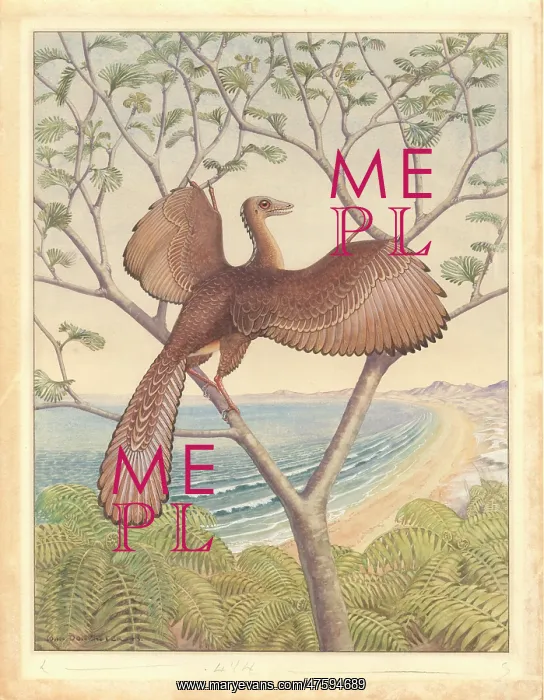 : Archaeopteryx : Archaeopteryx