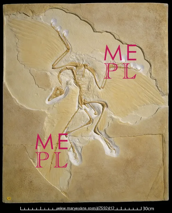 : Archaeopteryx [Berlin specimen]