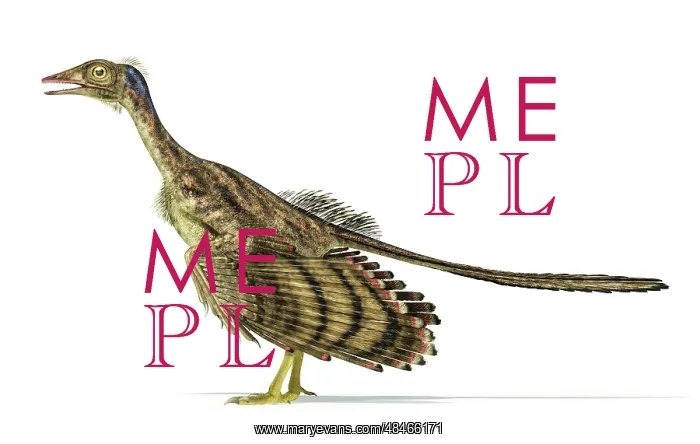 : Archaeopteryx dinosaur on white background : Archaeopteryx dinosaur on white background