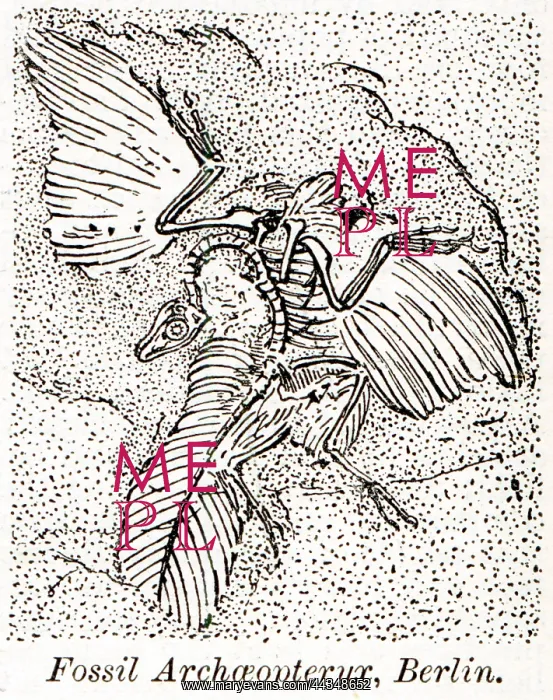  : Archaeopteryx (Fossil)
