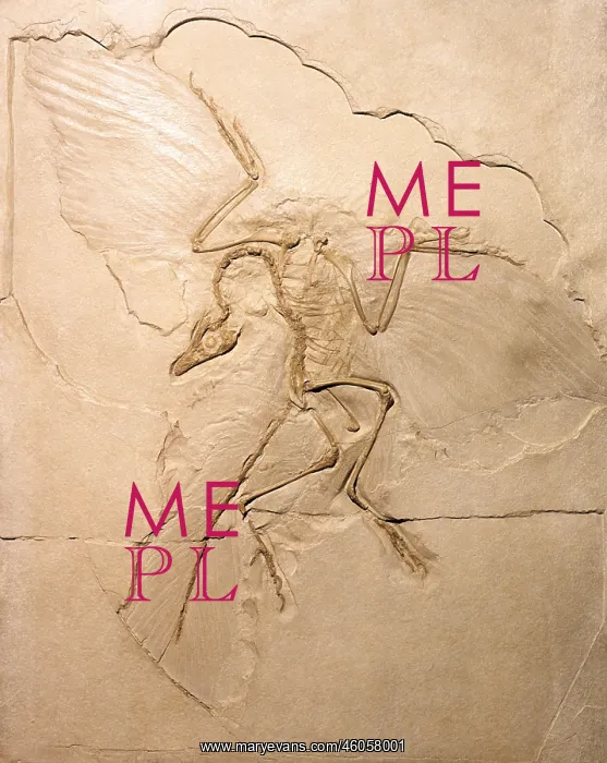 : Archaeopteryx fossil : Archaeopteryx fossil