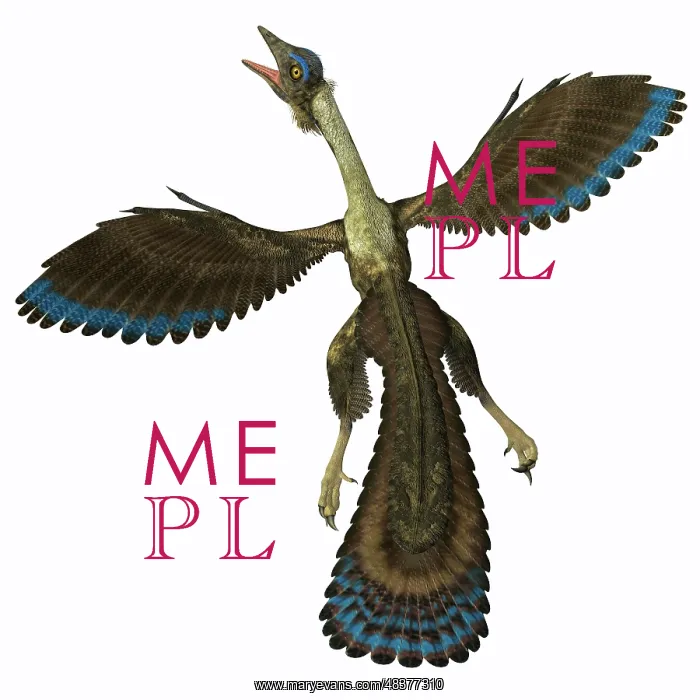 : Archaeopteryx, known as one of the earliest prehistoric ? : Archaeopteryx, known as one of the earliest prehistoric ?
