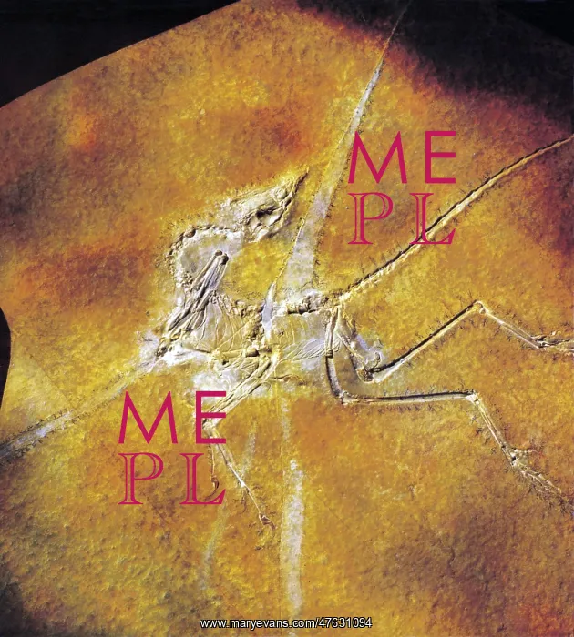 : Archaeopteryx lithographica : Archaeopteryx lithographica