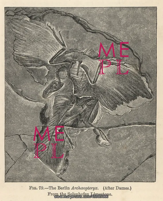 : Archaeopteryx lithographica, Berlin specimen : Archaeopteryx lithographica, Berlin specimen