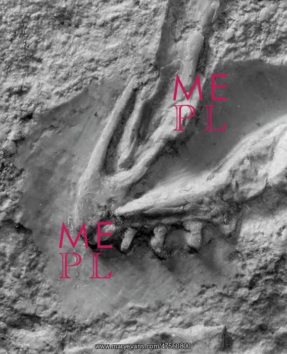 : Archaeopteryx lithographica [London specimen]