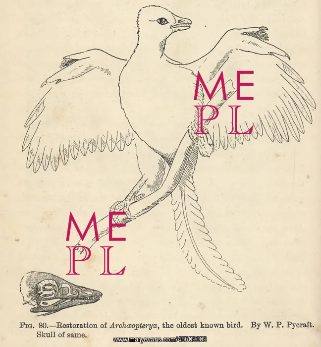  : Archaeopteryx lithographica, restoration by WP Pycraft